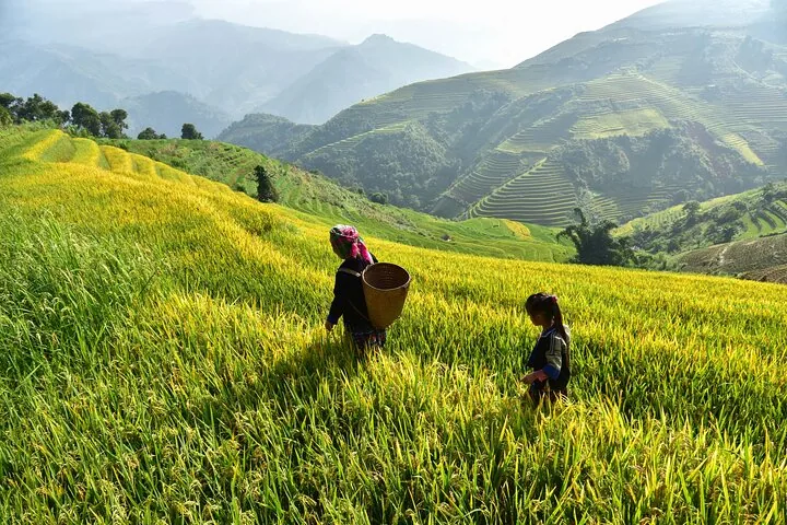 Farmers working in golden terraced rice fields on a 14-day Vietnam tour package from Hanoi to Ho Chi Minh City, northern Vietnam, Vietnam