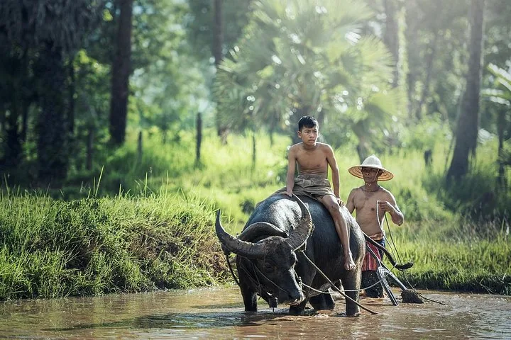 A farmer and a boy riding a water buffalo through a flooded field on a 6-day Vietnam tour package with Ha Long Bay, Ninh Binh and Sapa, northern Vietnam, Vietnam