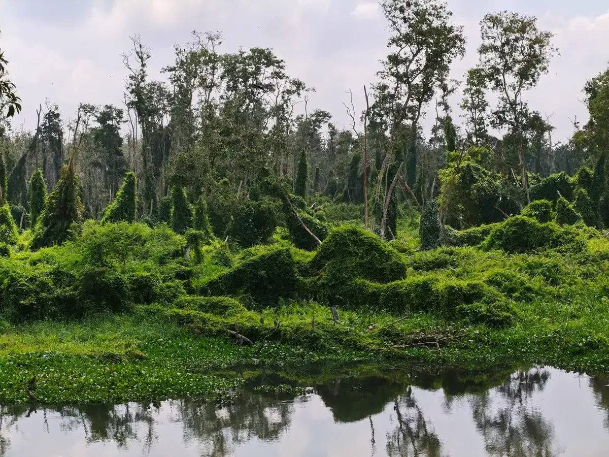 Tra Su cajuput forest, An Giang on a 3-Day Mekong Delta Tour from Saigon
